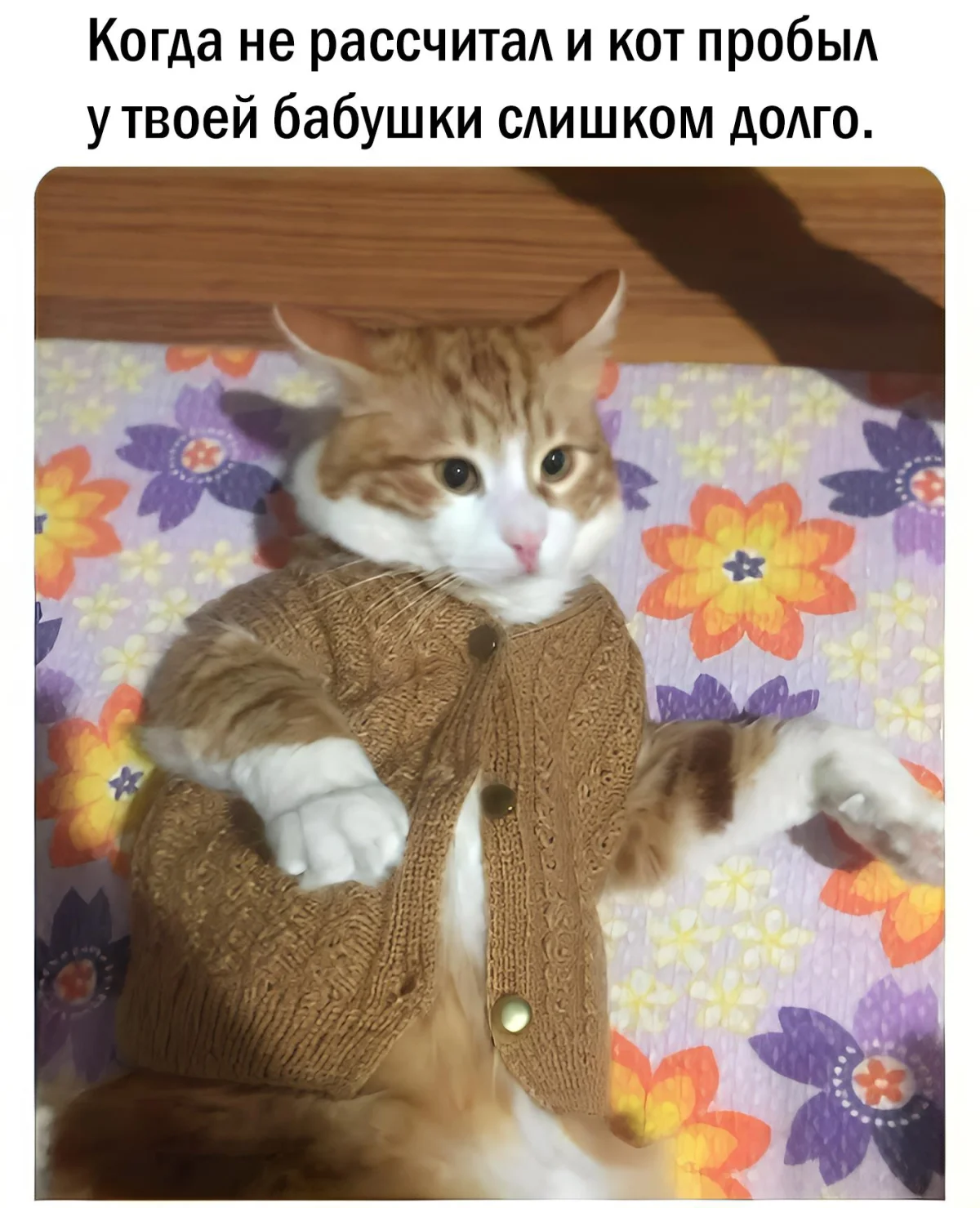 14 котов, которые знают толк в юморе коты, мемы, юмор, приколы, животные, смех