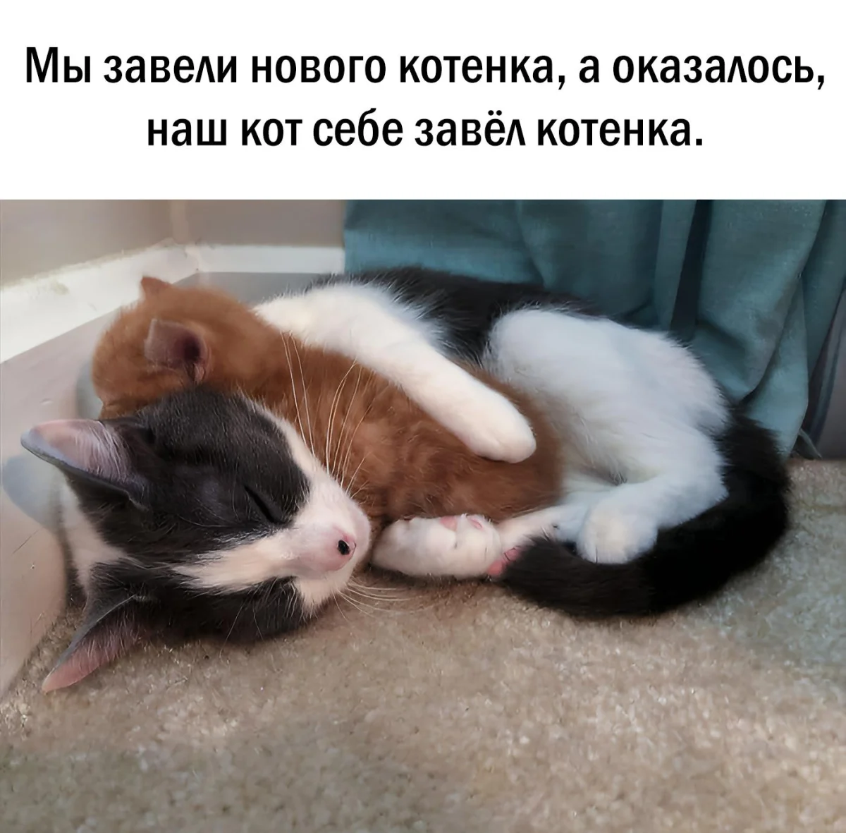 14 котов, которые знают толк в юморе коты, мемы, юмор, приколы, животные, смех