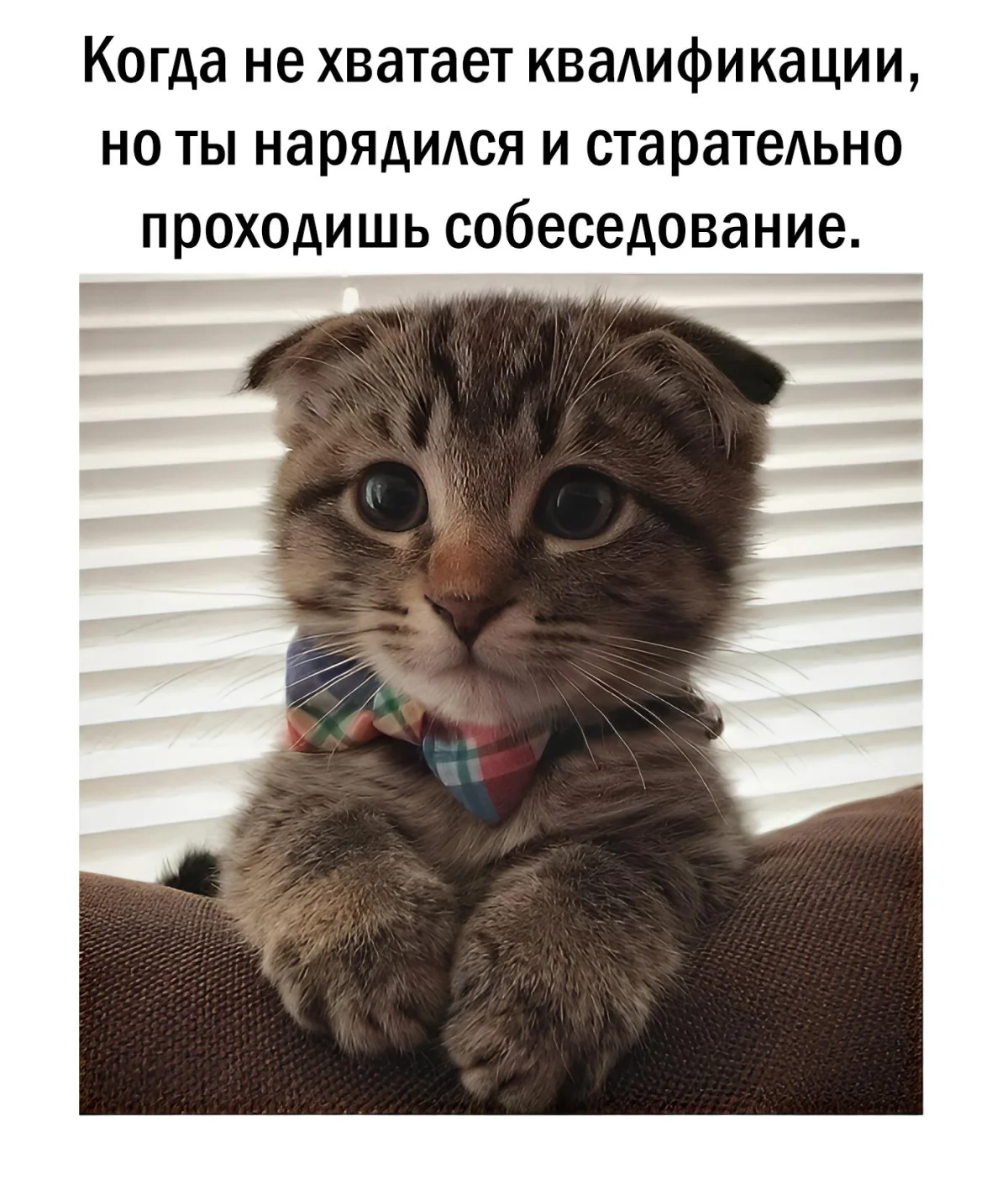 14 котов, которые знают толк в юморе коты, мемы, юмор, приколы, животные, смех