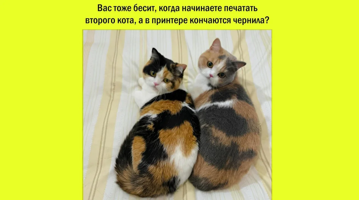 14 котов, которые знают толк в юморе