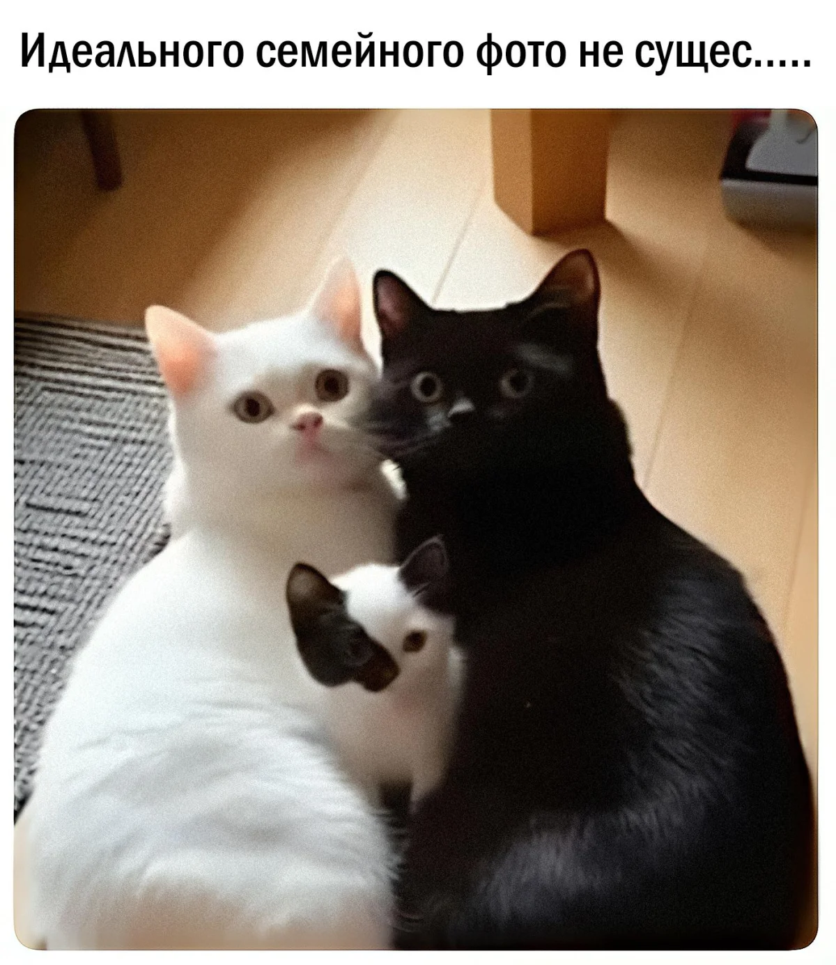 14 котов, которые знают толк в юморе коты, мемы, юмор, приколы, животные, смех
