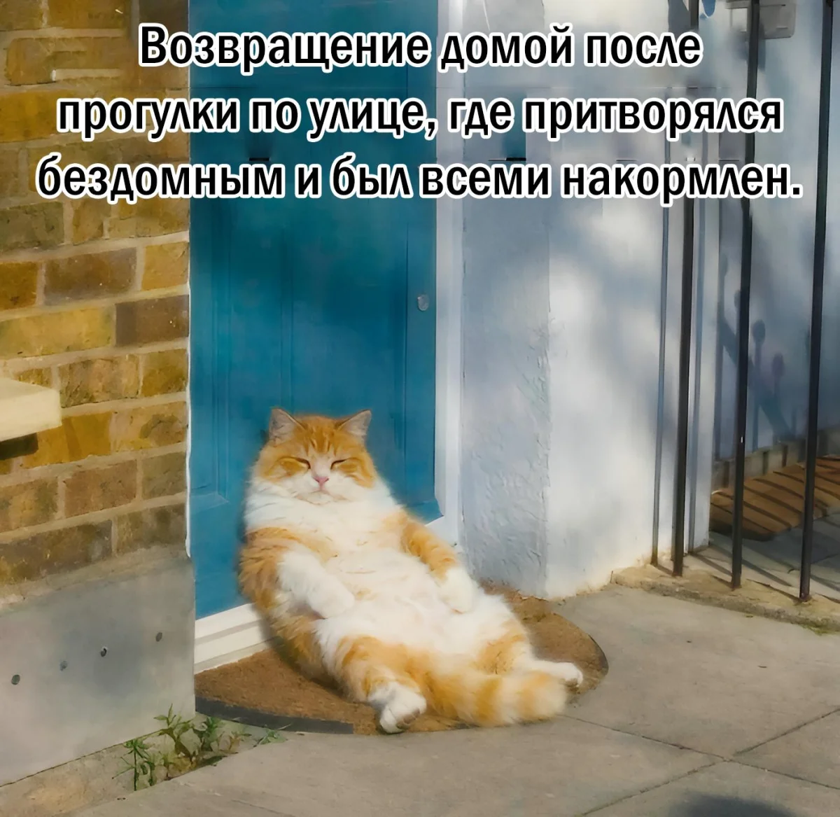 14 котов, которые знают толк в юморе коты, мемы, юмор, приколы, животные, смех