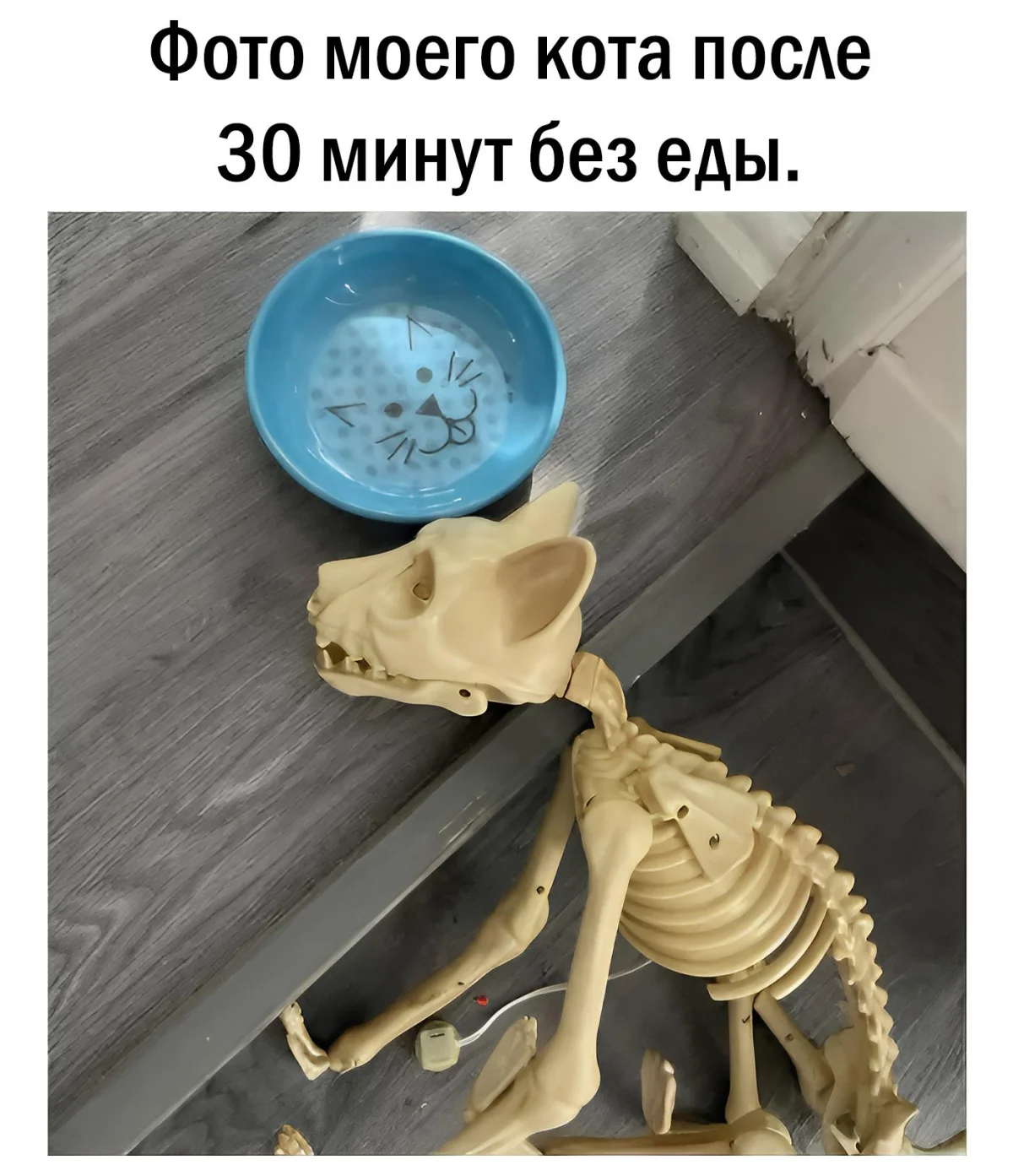 14 котов, которые знают толк в юморе коты, мемы, юмор, приколы, животные, смех