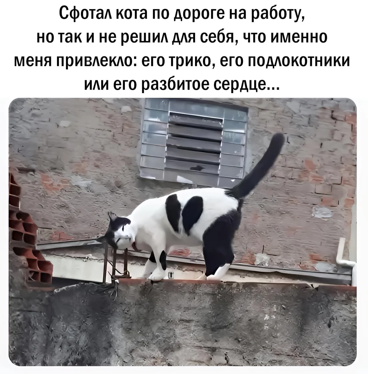 14 котов, которые знают толк в юморе коты, мемы, юмор, приколы, животные, смех