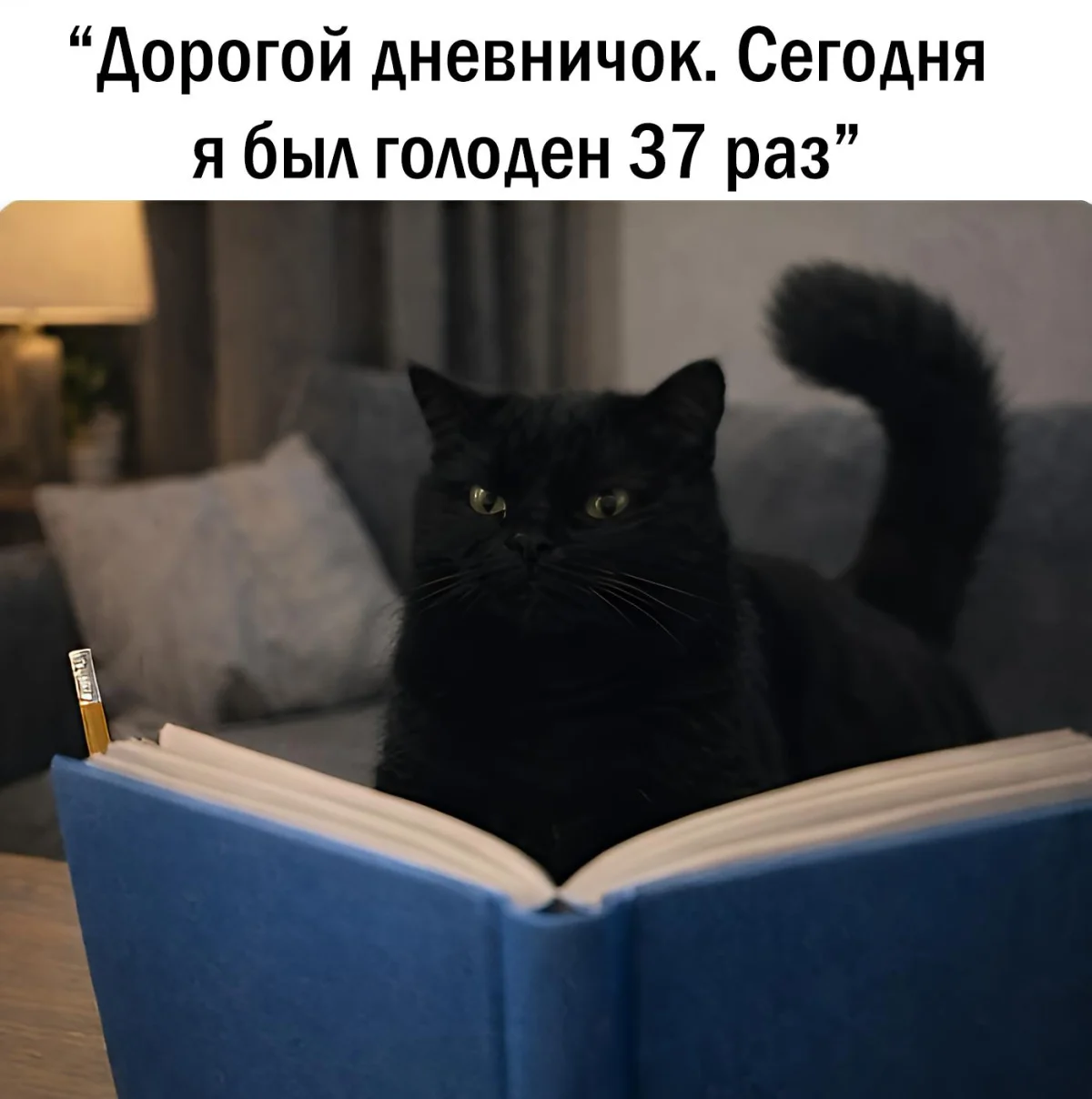 14 котов, которые знают толк в юморе коты, мемы, юмор, приколы, животные, смех