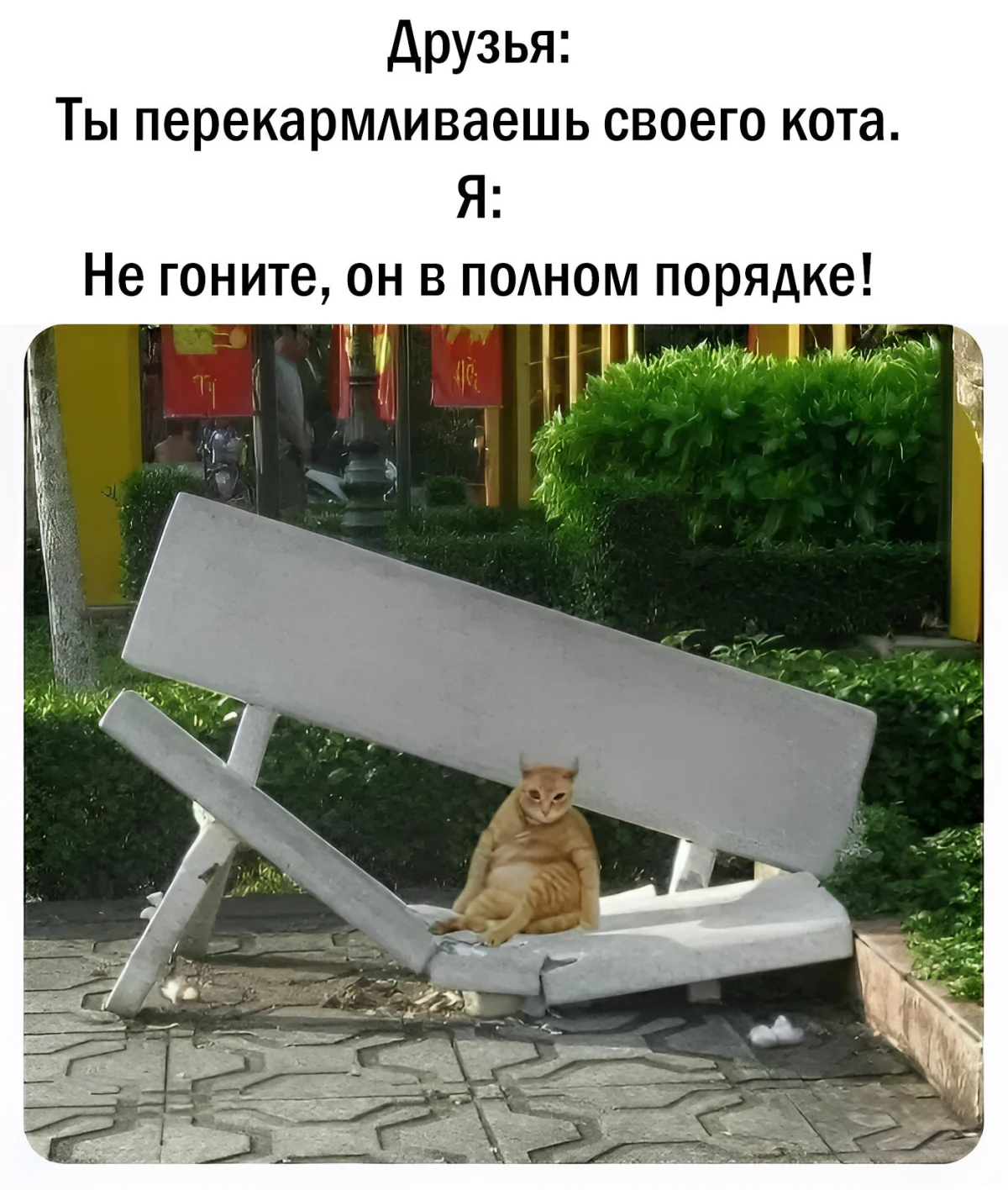14 котов, которые знают толк в юморе коты, мемы, юмор, приколы, животные, смех