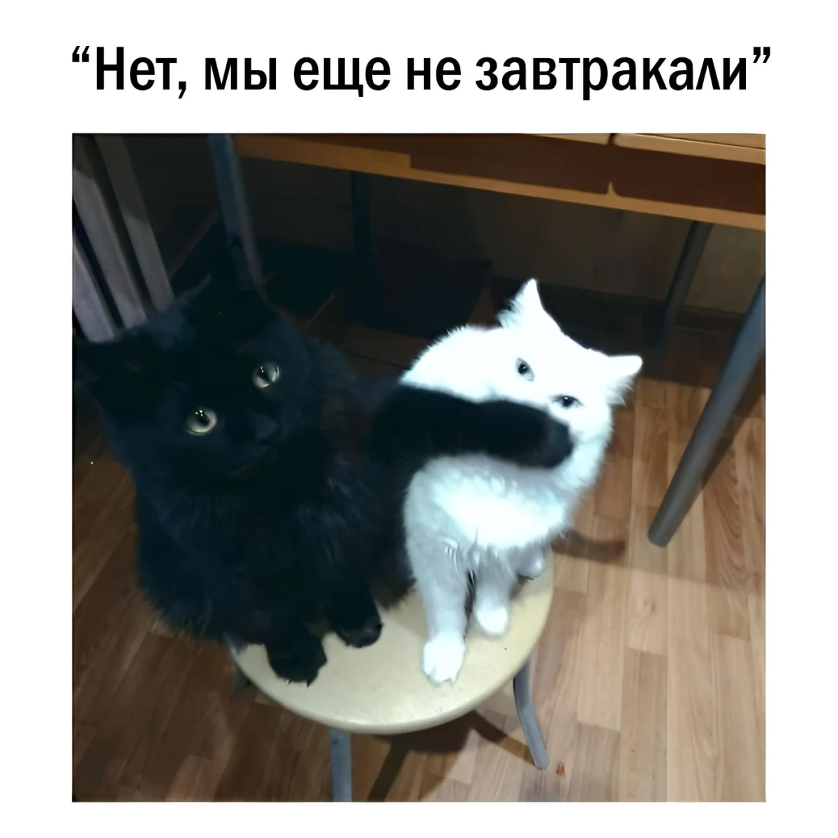 14 котов, которые знают толк в юморе коты, мемы, юмор, приколы, животные, смех