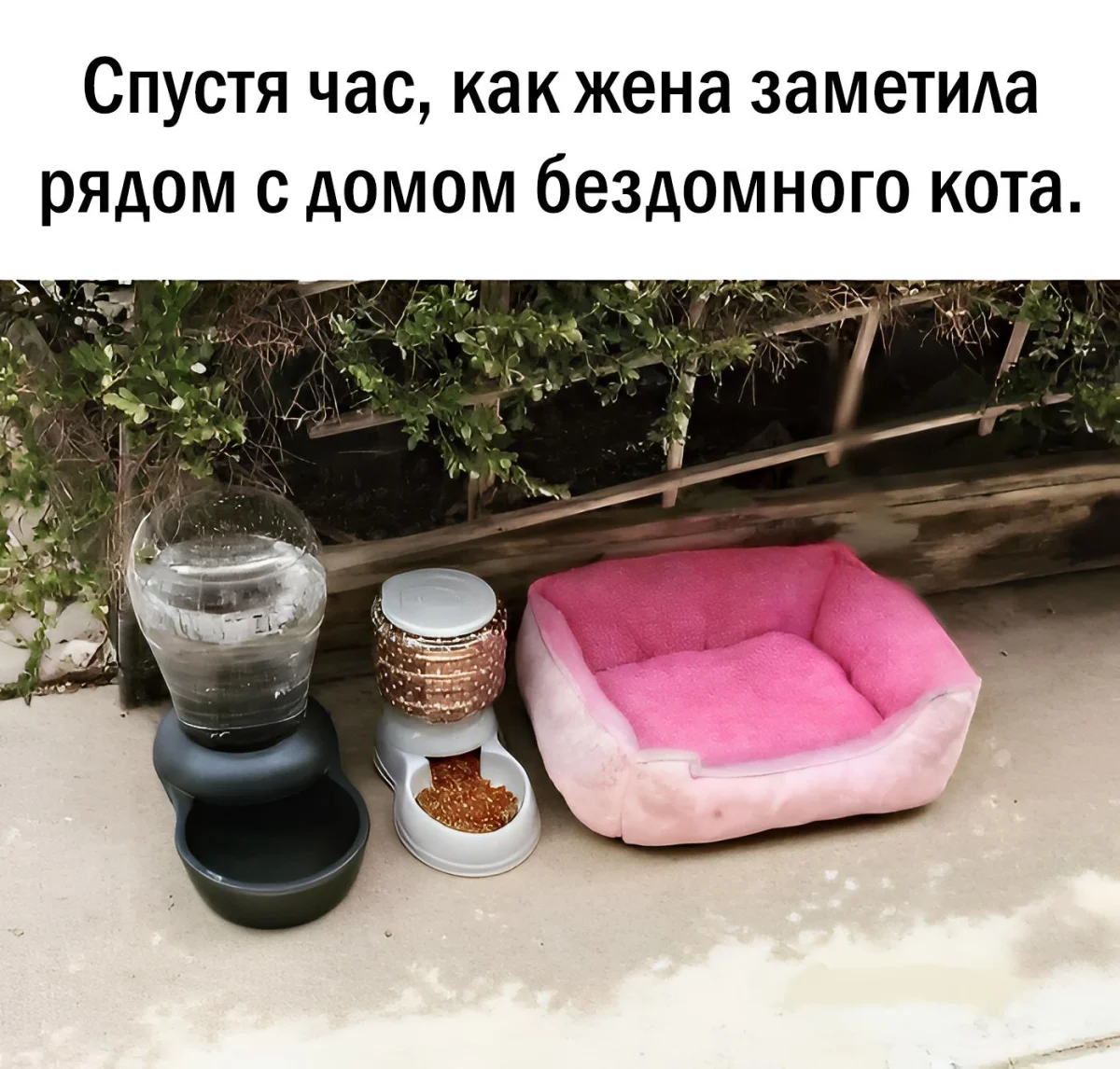 14 котов, которые знают толк в юморе коты, мемы, юмор, приколы, животные, смех