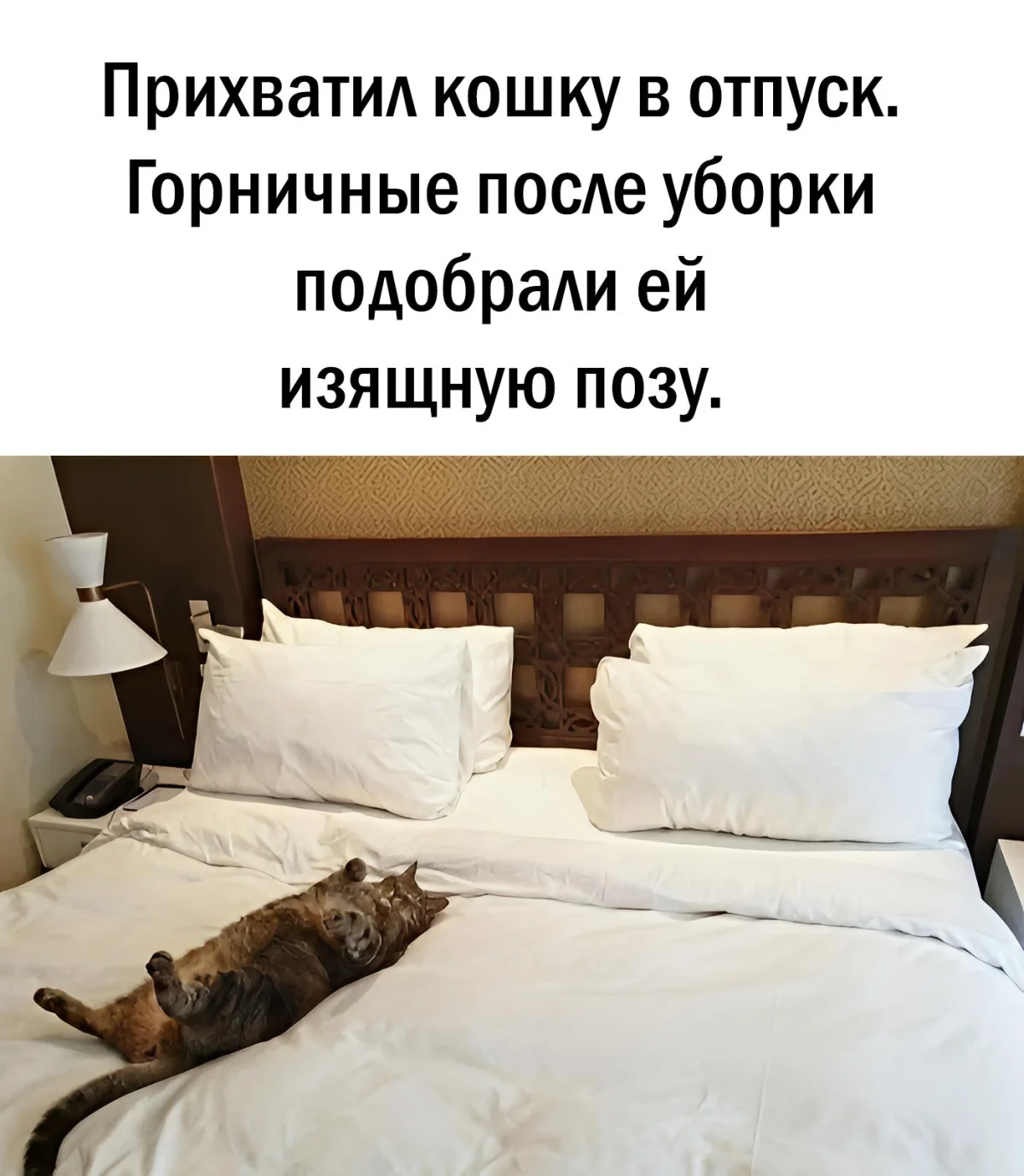 14 котов, которые знают толк в юморе коты, мемы, юмор, приколы, животные, смех