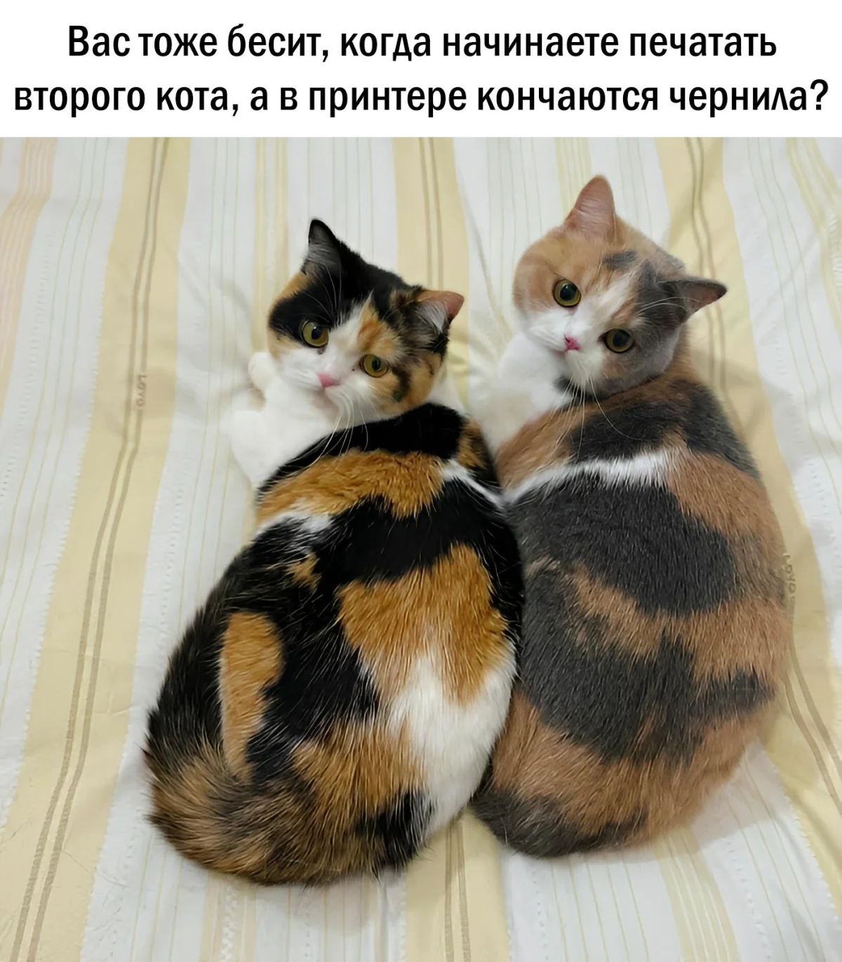 14 котов, которые знают толк в юморе коты, мемы, юмор, приколы, животные, смех