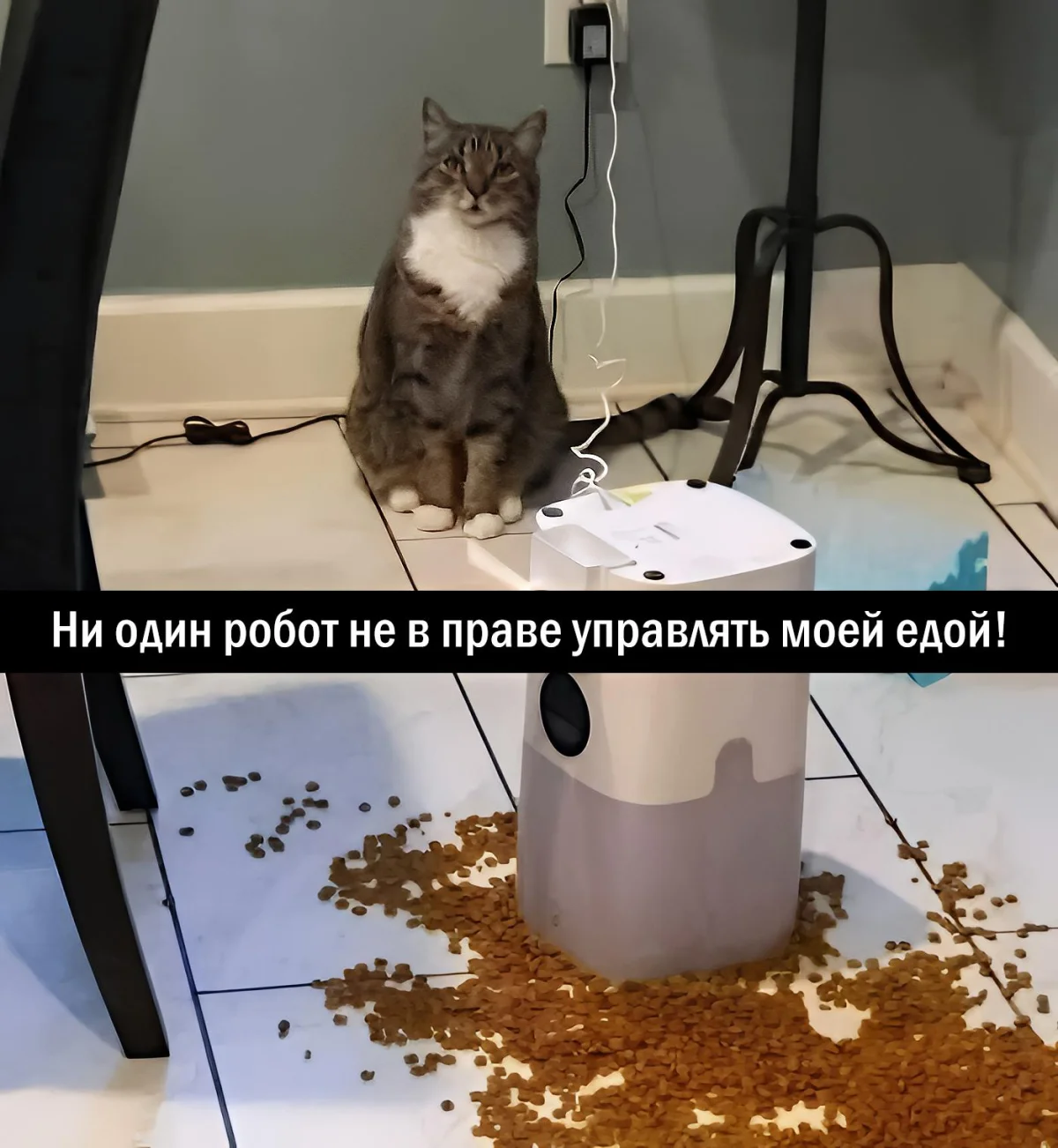 14 котов, которые знают толк в юморе коты, мемы, юмор, приколы, животные, смех