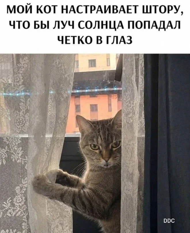 Мемы на понедельник: Лопес в стиралке и луковая шелуха мемы, юмор, картинки, подборка, смешное