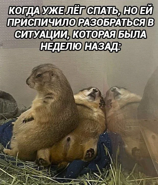Мемы на понедельник: Лопес в стиралке и луковая шелуха мемы, юмор, картинки, подборка, смешное