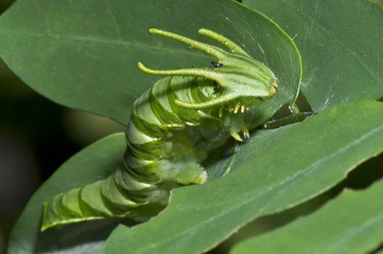 15 гусениц, которые затмят любую бабочку гусеницы, бабочки, природа, насекомые, метаморфоза, фото, удивительное рядом