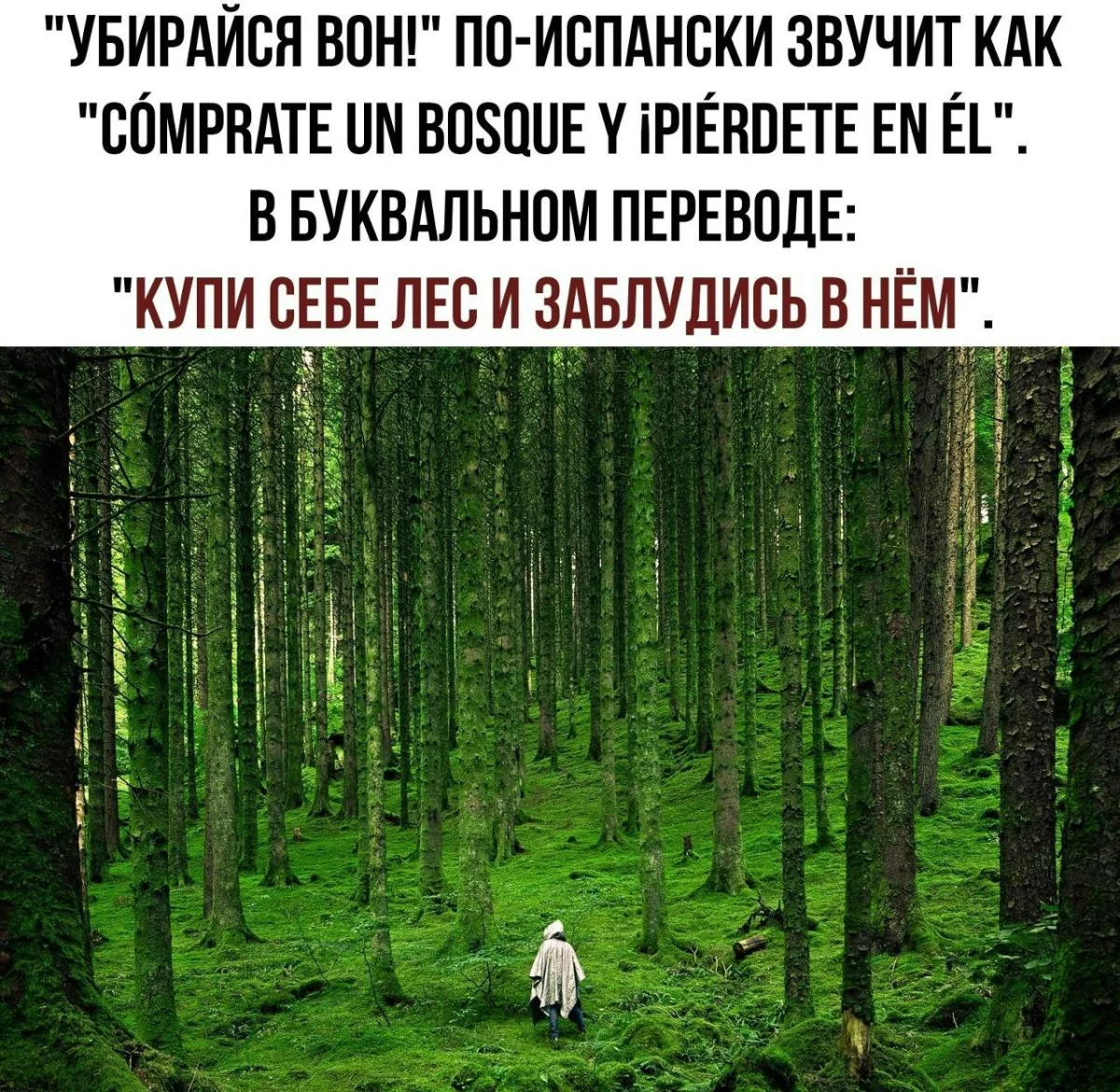 Лесной юмор: мемы, которые поймет даже дремучий дуб лес, мемы, природа, юмор, картинки, подборка