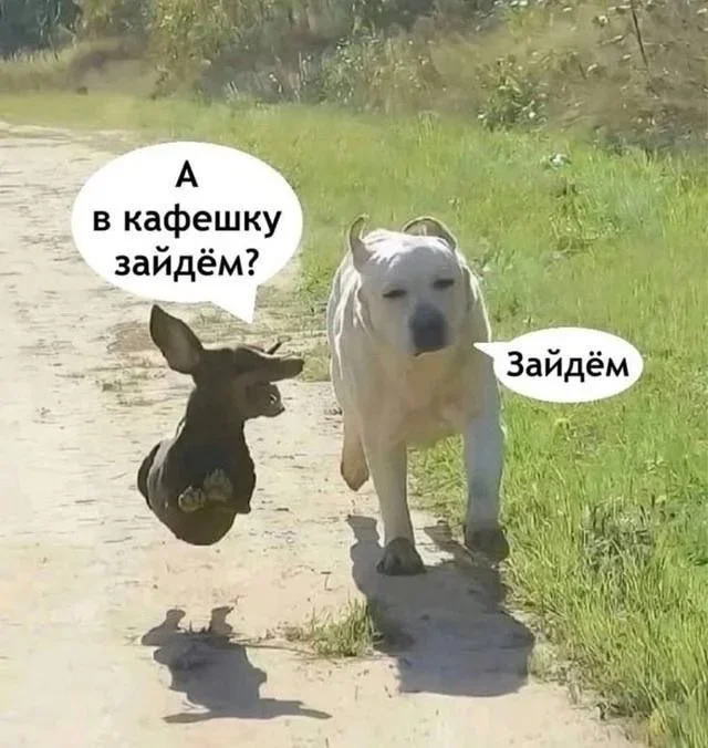 Мемы на утро: кормежка и пропажа денег Мемы на утро: кормежка и пропажа денег мемы, юмор, картинки, подборка, 15 сентября