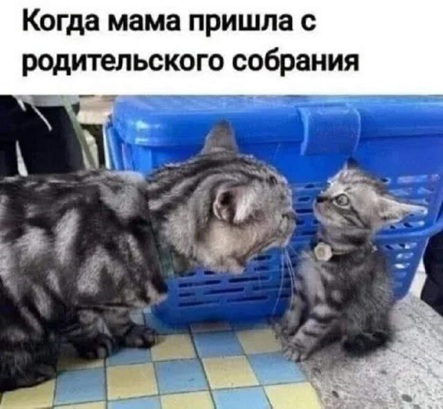 Мемы на утро: кормежка и пропажа денег Мемы на утро: кормежка и пропажа денег мемы, юмор, картинки, подборка, 15 сентября