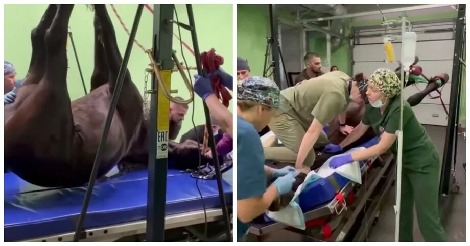 Полтонная проблема: как коню зуб вырывали