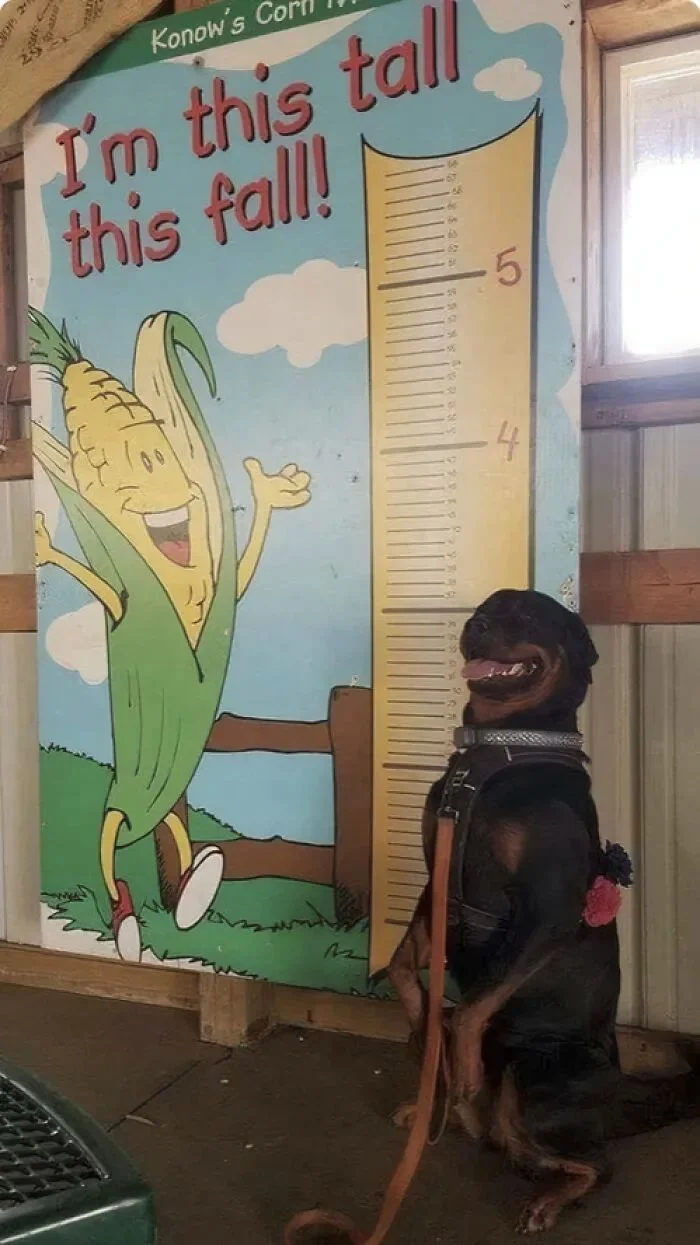 Хаос вокруг — это нормально