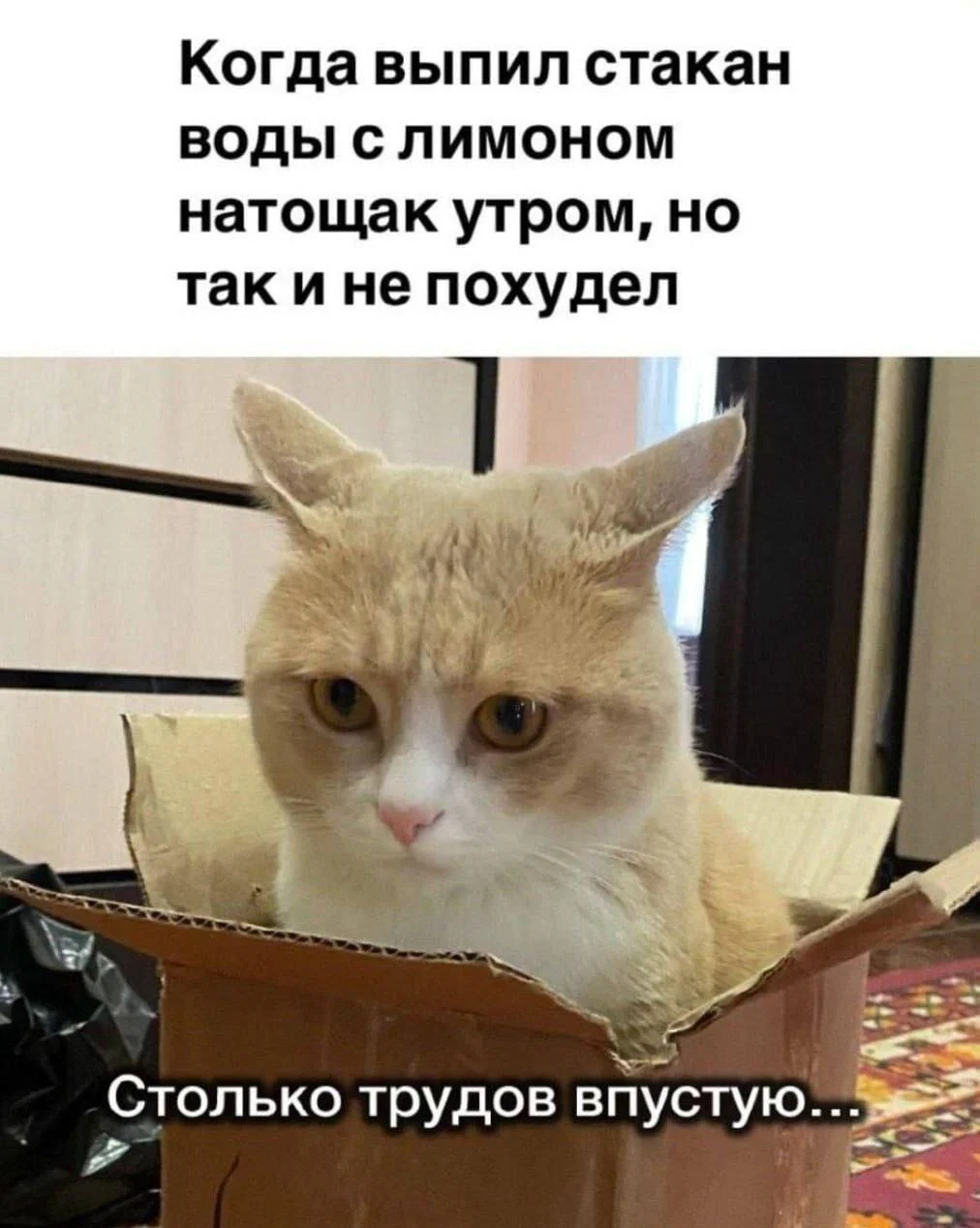 Мемы про похудение: когда весы смеются над тобой Мемы про похудение: когда весы смеются над тобой мемы, похудение, диеты, юмор, картинки, приколы