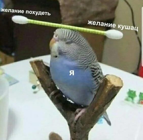 Мемы про похудение: когда весы смеются над тобой Мемы про похудение: когда весы смеются над тобой мемы, похудение, диеты, юмор, картинки, приколы