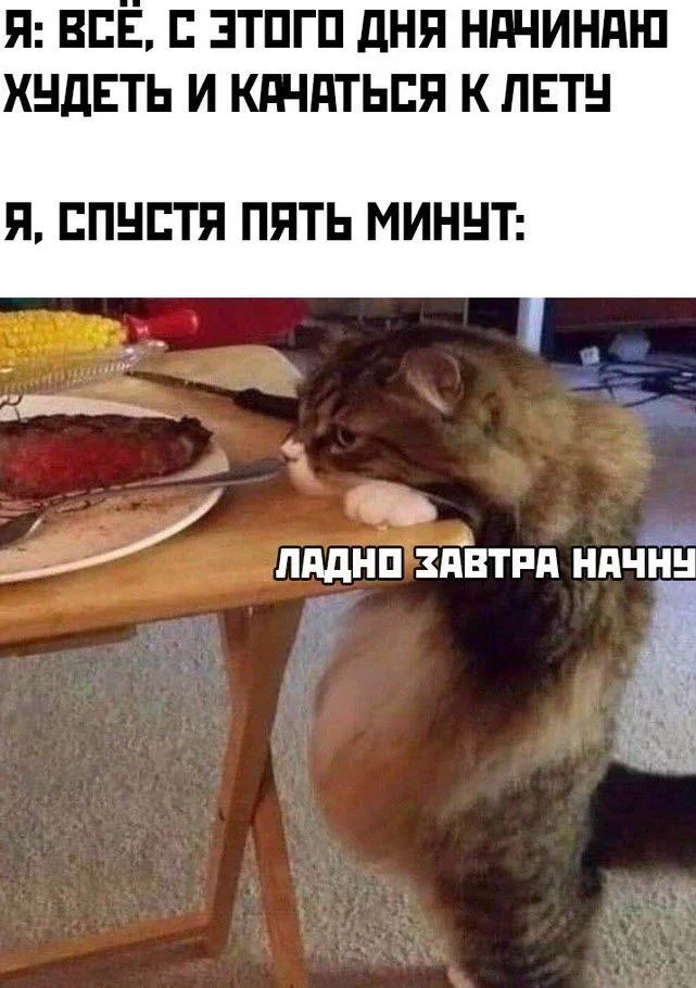 Мемы про похудение: когда весы смеются над тобой Мемы про похудение: когда весы смеются над тобой мемы, похудение, диеты, юмор, картинки, приколы