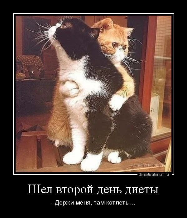 Мемы про похудение: когда весы смеются над тобой Мемы про похудение: когда весы смеются над тобой мемы, похудение, диеты, юмор, картинки, приколы