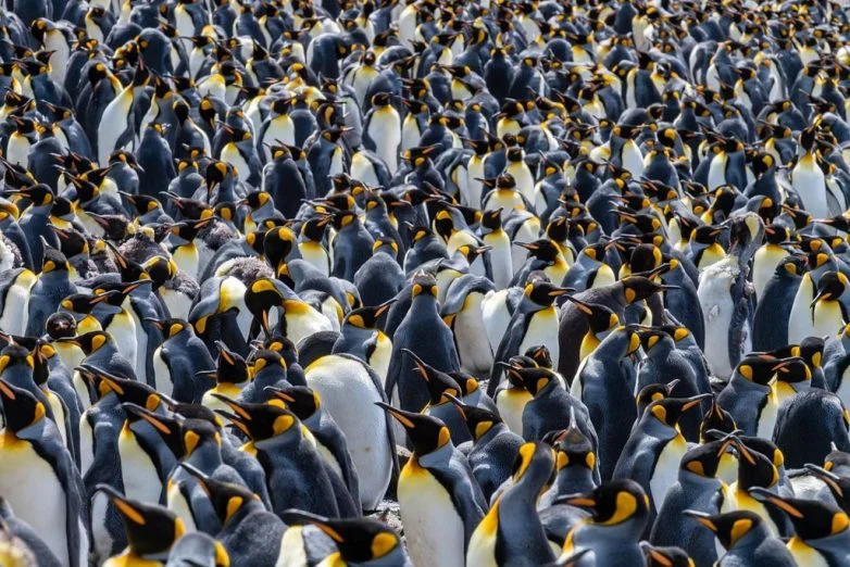 Кадры, от которых захватывает дух фотография, природа, путешествия, дикая природа, National Geographic, Джейсон Эдвардс