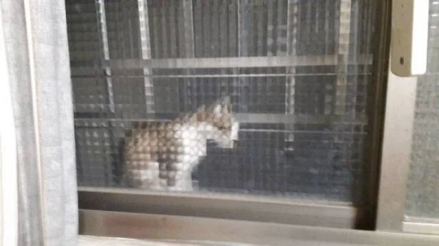 Коты из прошлого: 8-битные пушистики пиксели, кошки, ретро, ностальгия, 8 бит, графика