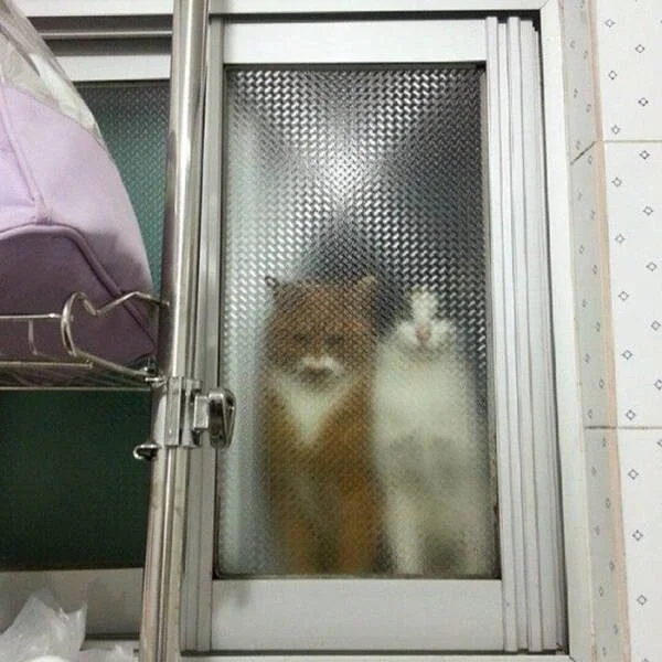 Коты из прошлого: 8-битные пушистики пиксели, кошки, ретро, ностальгия, 8 бит, графика