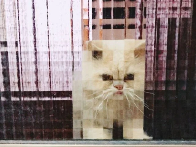 Коты из прошлого: 8-битные пушистики пиксели, кошки, ретро, ностальгия, 8 бит, графика