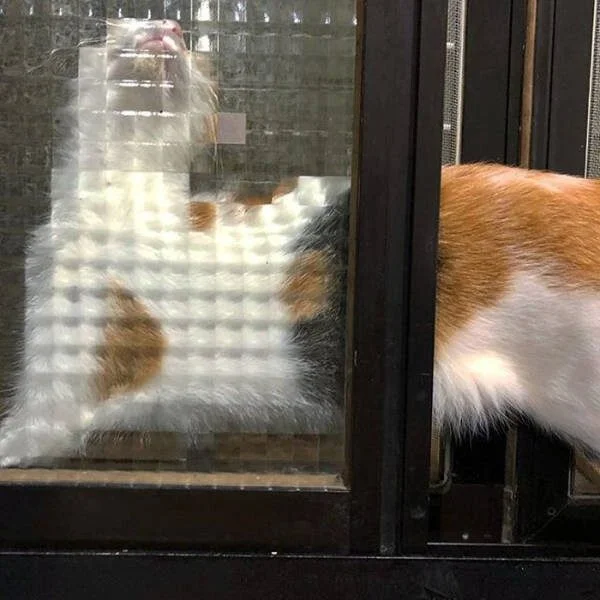 Коты из прошлого: 8-битные пушистики пиксели, кошки, ретро, ностальгия, 8 бит, графика