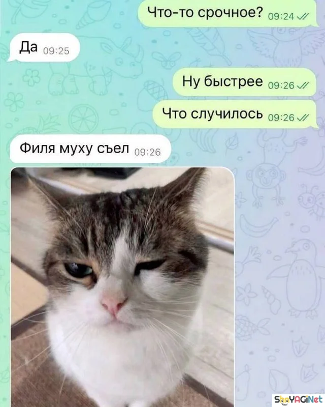 СМС-ржака: читайте и смейтесь СМС-ржака: читайте и смейтесь смс, приколы, юмор, переписки, скриншоты