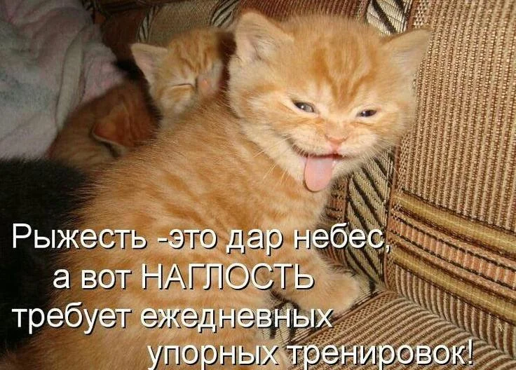 Апельсиновый беспредел: лучшие мемы про рыжих котов рыжие коты, мемы, картинки, животные, юмор, подборка