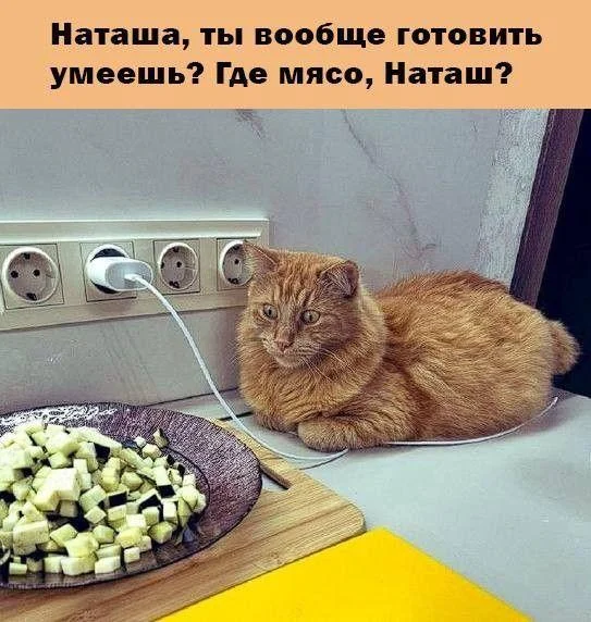 Апельсиновый беспредел: лучшие мемы про рыжих котов рыжие коты, мемы, картинки, животные, юмор, подборка