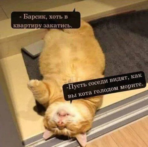 Апельсиновый беспредел: лучшие мемы про рыжих котов рыжие коты, мемы, картинки, животные, юмор, подборка