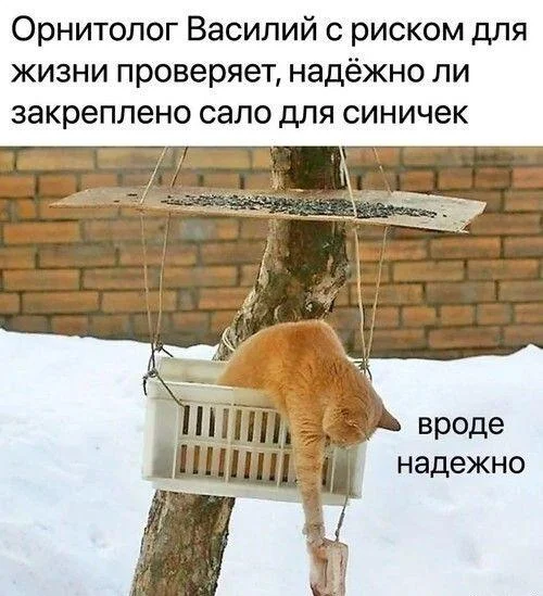 Апельсиновый беспредел: лучшие мемы про рыжих котов рыжие коты, мемы, картинки, животные, юмор, подборка
