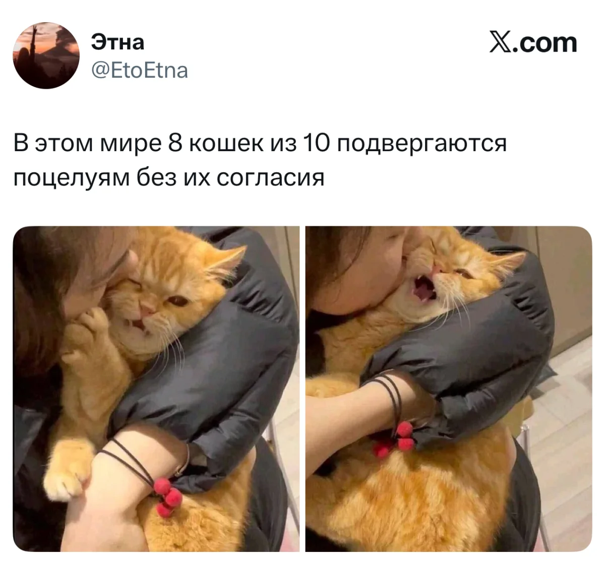 Апельсиновый беспредел: лучшие мемы про рыжих котов рыжие коты, мемы, картинки, животные, юмор, подборка