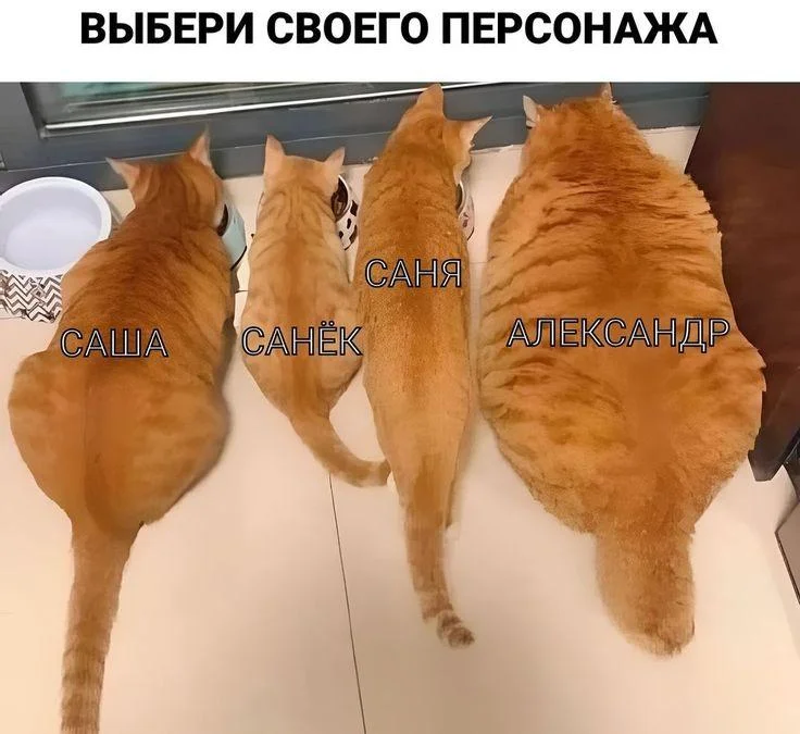 Апельсиновый беспредел: лучшие мемы про рыжих котов рыжие коты, мемы, картинки, животные, юмор, подборка