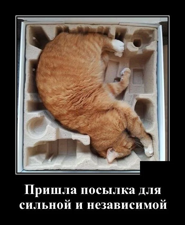 Апельсиновый беспредел: лучшие мемы про рыжих котов рыжие коты, мемы, картинки, животные, юмор, подборка