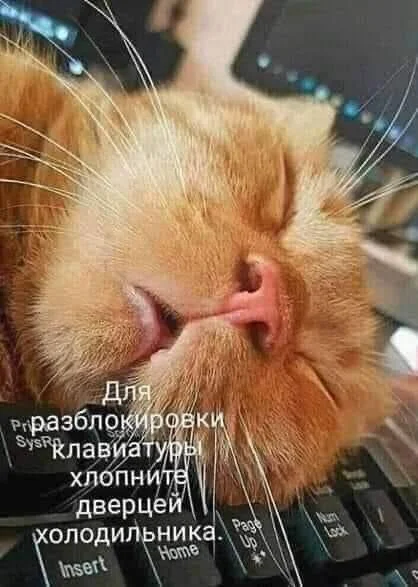 Апельсиновый беспредел: лучшие мемы про рыжих котов рыжие коты, мемы, картинки, животные, юмор, подборка