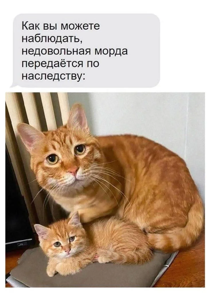 Апельсиновый беспредел: лучшие мемы про рыжих котов рыжие коты, мемы, картинки, животные, юмор, подборка