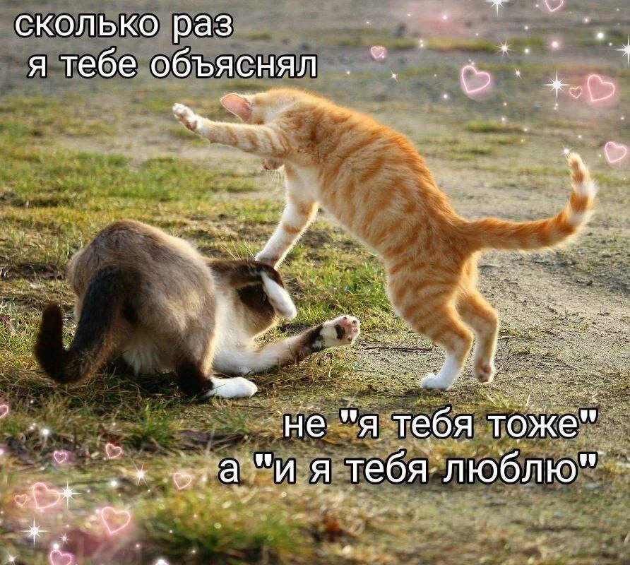 Апельсиновый беспредел: лучшие мемы про рыжих котов рыжие коты, мемы, картинки, животные, юмор, подборка
