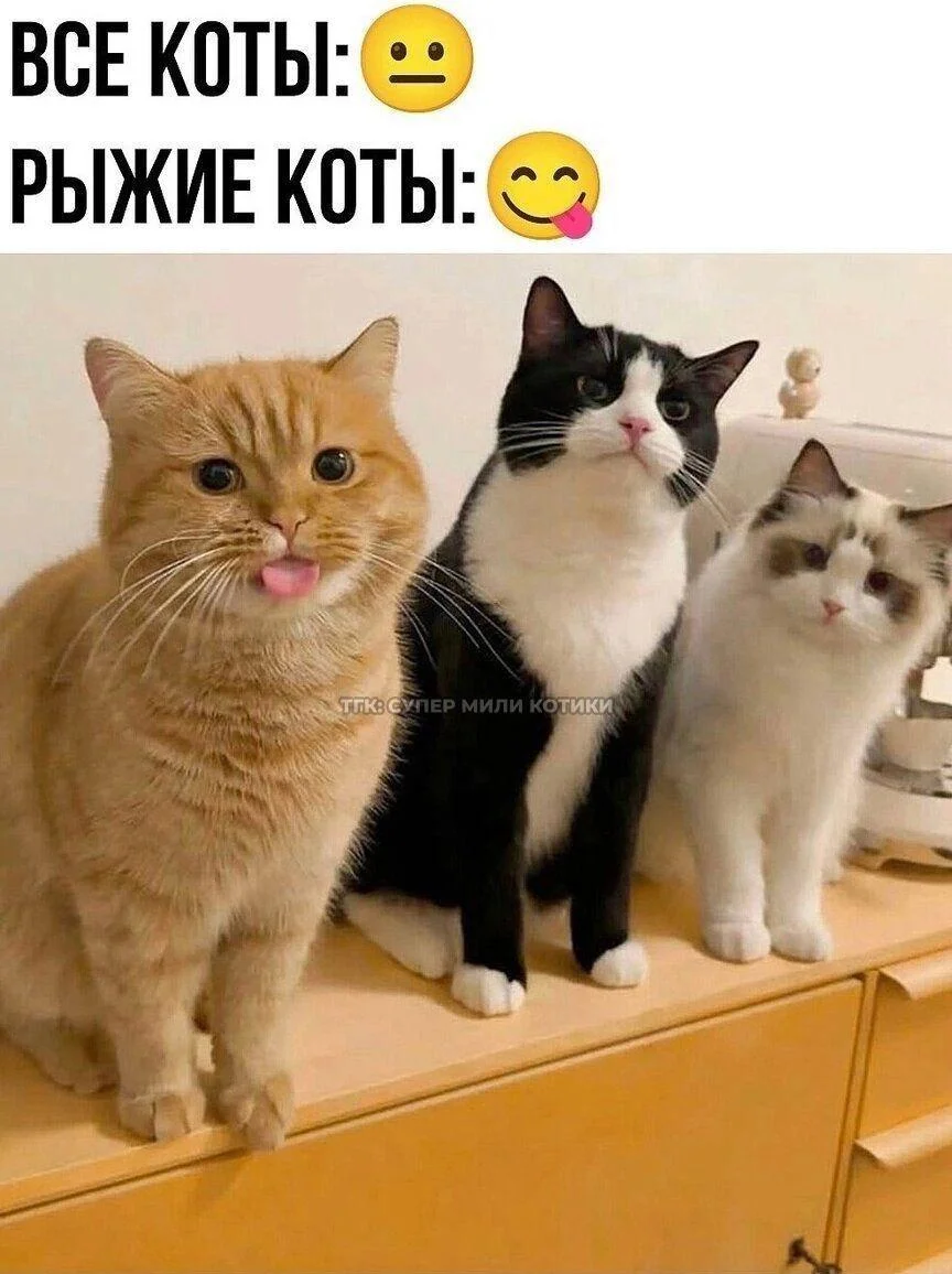 Апельсиновый беспредел: лучшие мемы про рыжих котов рыжие коты, мемы, картинки, животные, юмор, подборка
