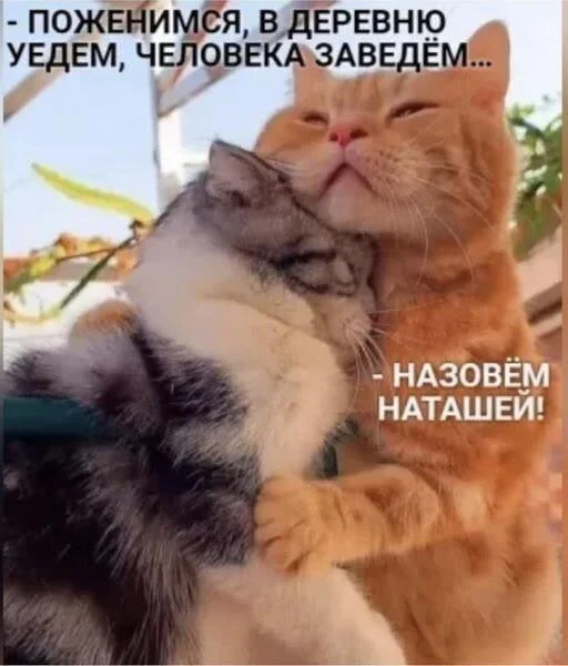Апельсиновый беспредел: лучшие мемы про рыжих котов рыжие коты, мемы, картинки, животные, юмор, подборка