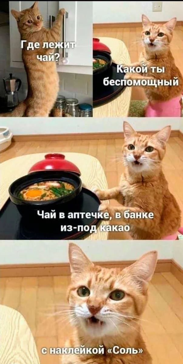 Апельсиновый беспредел: лучшие мемы про рыжих котов рыжие коты, мемы, картинки, животные, юмор, подборка