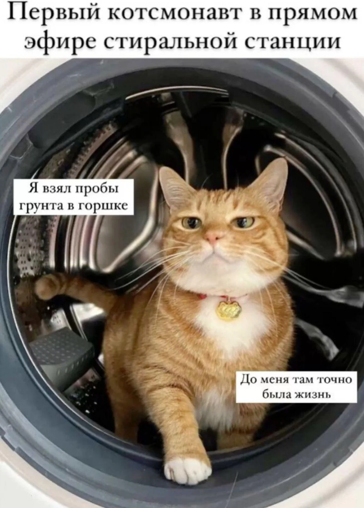 Апельсиновый беспредел: лучшие мемы про рыжих котов рыжие коты, мемы, картинки, животные, юмор, подборка