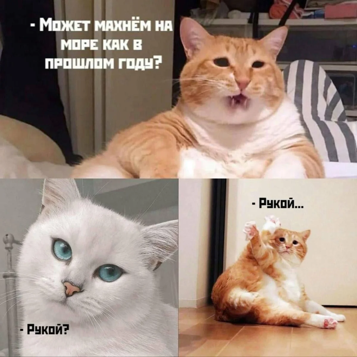 Апельсиновый беспредел: лучшие мемы про рыжих котов рыжие коты, мемы, картинки, животные, юмор, подборка