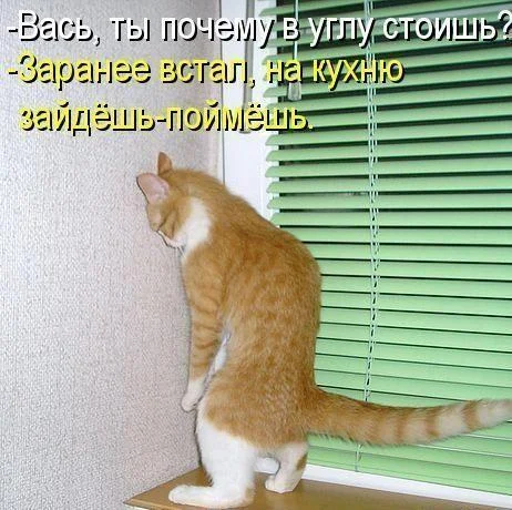 Апельсиновый беспредел: лучшие мемы про рыжих котов рыжие коты, мемы, картинки, животные, юмор, подборка
