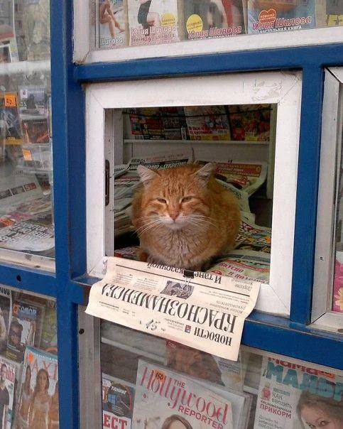 Апельсиновый беспредел: лучшие мемы про рыжих котов рыжие коты, мемы, картинки, животные, юмор, подборка
